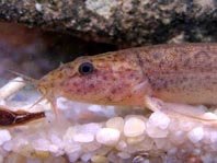 El misgurno, un nuevo pez invasor de las aguas ibéricas