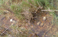 El fracaso reproductor de la gaviota de Audouin en el delta del Ebro