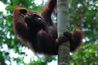 Orangutanes acorralados por los cultivos de palma