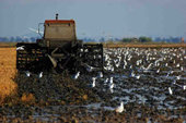 Las polluelas en las 
marismas del 
Guadalquivir