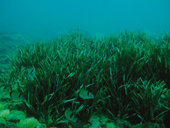 Puentes verdes para unir praderas submarinas en Maro-Cerro Gordo