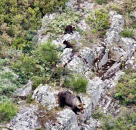 Veinte años tras las osas con crías de la cordillera Cantábrica