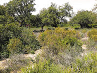 La gestión forestal en Doñana: eucaliptos, pinos y monte mediterráneo