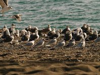 La invernada de la gaviota cabecinegra en la provincia de Málaga