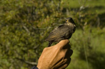 Flores, plantas y plumas en los nidos de estornino negro