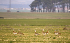 Avutardas en Segovia: vicisitudes y amenazas de una población periférica