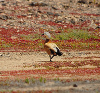 Tarro canelo: el pequeño ganso del desierto se hace canario