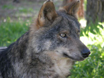 El exterminio del lobo en Extremadura