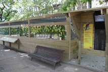 Alcaudones chicos en el Zoo de Barcelona