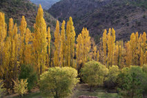 El misterio de la coloración otoñal en los bosques caducifolios