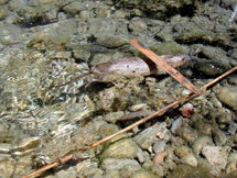 Distribución y conservación de la rata agua en España