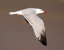 Dieta de la gaviota de Audouin en el delta del Ebro