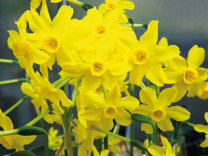 Narcisos ibéricos: junquillos, campanillas, capirotes o trompones