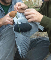 Seguimiento pionero para dos elanios azules de Extremadura