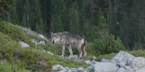 El lobo vuelve a Cataluña: historia del regreso y medidas de conservación