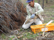 El conejo da paso al lince en pinares naturalizados de Córdoba