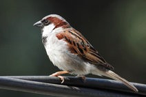 Gorrión común (Passer domesticus) posado en un cable (foto: Gordon Ramel).