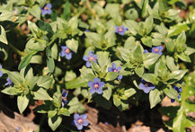 El color de las flores del murajes (Anagallis arvensis) viene determinado por las propiedades químicas del suelo, por lo que es un interesante indicador del grado de acidez y otras características edáficas.