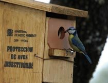 Macho de herrerillo común con una presa en el pico a la entrada del nidal donde cría a su pollada (foto: Vicente García-Navas y Juan José Sanz).