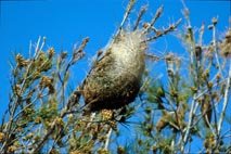 Nido de procesionaria en el ápice de una rama de pino, la posición más expuesta al sol. De esta manera la temperatura interior será alta y permitirá a las orugas sobrevivir a los rigores del invierno.