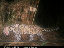 Pantera nebulosa (Neofelis diardi) fotografiado en la selva de Sabangau, en Borneo  (Foto: Susan Cheyne / Sabangau Felid Project)