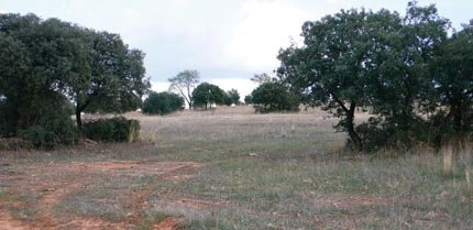 Hábitat cuyo uso por parte de las aves nocturnas ha sido estudiado en el Campo de Montiel (foto: José M. Rey Benayas).