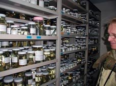 En los sótanos del Museo Nacional de Ciencias Naturales se conserva, en alcohol, gran cantidad de material, con posibilidades insospechadas de uso en la conservación (foto: Eric Ahlander).