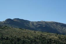 Los enebros van ganando altura en la ladera segoviana de Peñalara, señal de que las condiciones ambientales en la cima están haciéndose más favorables para la especie (foto: Juan G. Fernández).