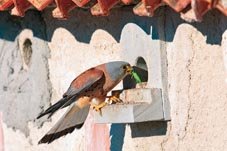 Un macho de cernícalo primilla, a punto de cebar a sus pollos con un ortóptero recién capturado, en la entrada del nidal de un primillar (foto: Saturnino Casasola).