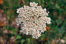 Las inflorescencias de la zanahoria silvestre (Daucus carota subsp. carota) atraen a gran cantidad de insectos, lo que asegura su polinización a cambio de pequeñas recompensas.