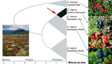 Reloj molecular según el ADN de tres especies de brecillos: la camarina negra (Empetrum nigrum), el brecillo púrpura (E. eamesii) y la murtilla de Magallanes (E. rubrum), en 41 localidades de América, Europa, Groenlandia, Japón y Rusia, además de las islas suratlánticas Gough, Malvinas y Tristán da Cunha (fuente: M. Popp y otros autores, 2011). El paisaje de la foto corresponde a un matorral de murtilla de Magallanes (Empetrum rubrum) con musgos pompón (Sphagnum magellanicum) en Tierra del Fuego (foto: Jaakko Hyvönen).
Cada bifurcación en las ramas del diagrama coincide con la edad geológica en que la genética de una especie diverge en dos y la anchura de los triángulos es proporcional al número de localidades estudiadas por especie y región. Las tasas de cambio genético en millones de años (MA) se calibran mediante el ADN de especies fósiles, en este caso Paleoenkianthus sayreville (90 MA), Rhododendron newburyanum (55 MA), Vaccinium creedensis (27 MA) y Leucothoe nevadensis (14 MA).
Por el color de los frutos, esperaríamos que E. rubrum procediera de E. eamesii (bayas rojas). Pero la genética revela que una población norteamericana de E. nigrum se dispersó hace un millón de años (flecha roja) hasta Suramérica, donde evolucionó a E. rubrum y mutó el color de las bayas del negro al rojo.
Fotos de Michael Jones (E. eamesii y E. rubrum), Corey Raimon (E. nigrum, América Noroeste) y Atli Arnason (E. nigrum, Hemisferio Norte).
