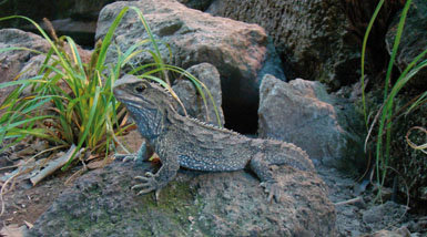 Aunque su aspecto sea muy semejante al de una iguana o un agama, el tuátara no es un verdadero lagarto, sino la única especie viva de un orden de reptiles ya extinguidos: los rincosaurios o esfenodontes.