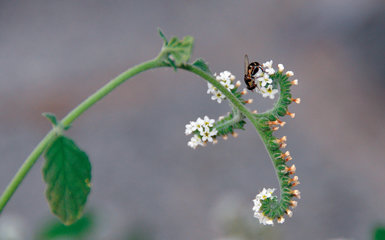 La peculiar inflorescencia de la verrucaria (Heliotropium europaeum) gira con el sol a lo largo del día, por lo que llegó a emplearse para medir el tiempo.