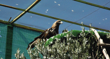 Águila imperial adulta del CERI. Se trata de un macho, que tiene el ala derecha amputada. Aunque incapaz de copular, su semen se utiliza en inseminaciones artificiales. Todos 
los ejemplares 
de la especie pertenecientes al núcleo reproductor 
de este centro son irrecuperables.
