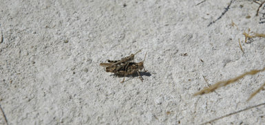 Pareja de saltamontes de los saladares sobre un terreno hipersalino de la laguna de Peña Hueca, en la provincia de Toledo. (Foto: Pedro J. Cordero)