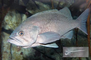 Adulto de gallineta del Pacífico (Sebastes melanops) y una larva de este pez vivíparo. Tras un corto periodo de gestación, las hembras liberan cientos de miles de larvas. La flechita roja señala la reserva de grasa que nutrirá a la larva hasta que puede valerse de fuentes de alimento en su hábitat. Las larvas forman grandes concentraciones en la columna de agua y constituyen una presa importante para aves y mamíferos marinos, así como para otros peces. Los adultos viven en fondos rocosos hasta los 400 metros de profundidad y son ictiófagos. Esta gallineta habita en aguas de la plataforma costera norteamericana, desde California hasta Alaska y las islas Aleutianas, en el Pacífico oriental (fotos: Steve Lonhart / NOAA y Colin Chapman).