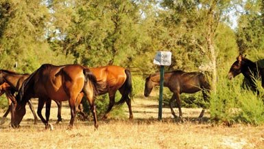 Un grupo de caballos pasta en el Parque Nacional de Doñana. Por seguridad sanitaria para especies en grave riesgo extinción, se estableció el cierre temporal a la ganadería extensiva del sector norte del parque, algo que no parece haber sido totalmente efectivo.