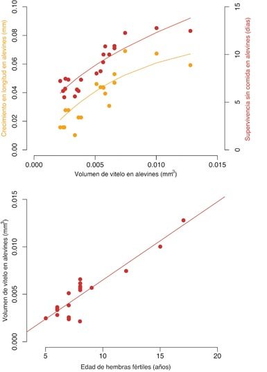 Características reproductivas de la gallineta del Pacífico (Sebastes melanops) examinadas en alevines obtenidos a partir de hembras capturadas en las costas de Oregón (Estados Unidos). En la gráfica superior se compara el volumen (en milímetros cúbicos) del glomérulo de vitelo al nacer, en relación a la longitud máxima que alcanzan los alevines de una muestra alimentada con zooplancton en tanques de agua al cabo de treinta días, y también en relación al tiempo que tarda en morir el 50% de las larvas en otra muestra mantenida sin comida. En la gráfica inferior se relaciona la edad de las madres con el volumen de vitelo de los alevines en el momento de nacer. Hembras de mayor edad paren alevines que crecen hasta tres veces más rápido y sobreviven más del doble de tiempo sin comida que los alevines procedentes de hembras más jóvenes.