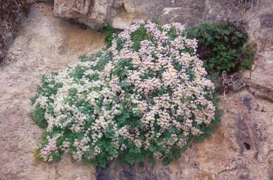 Mata de zapaticos de la Virgen (Sarcocapnos baetica), planta endémica de las sierras béticas que debería contar con tres planes de conservación, pero no tiene ninguno (foto: Antonio Matea).