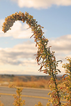 La zamarraga (Conyza canadensis) se establece sin dificultad en bordes de carreteras y caminos e incluso llega a ser la especie dominante en estos suelos alterados.

