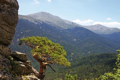 Panorámica del monte Cabeza de Hierro, también conocido como Pinar de los Belgas. Sometido a explotación maderera, es uno de los espacios forestales de mayor valor natural del centro peninsular (foto: J. Vías).  
