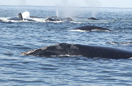Grupo de ballenas francas nadando. En algunas de ellas se aprecia el soplo característico de esta especie (foto: Melissa Patrician / Anderson Cabot Center).