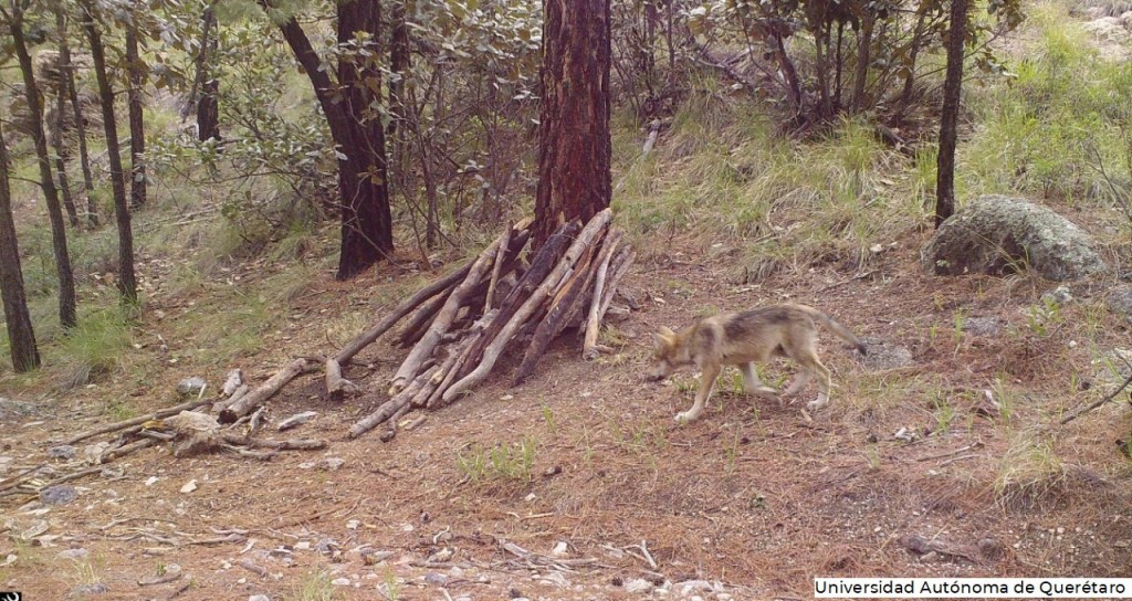 Imagen de fototrampeo de un cachorro de lobo mexicano nacido en 2020 en México (foto: Universidad de Querétaro).