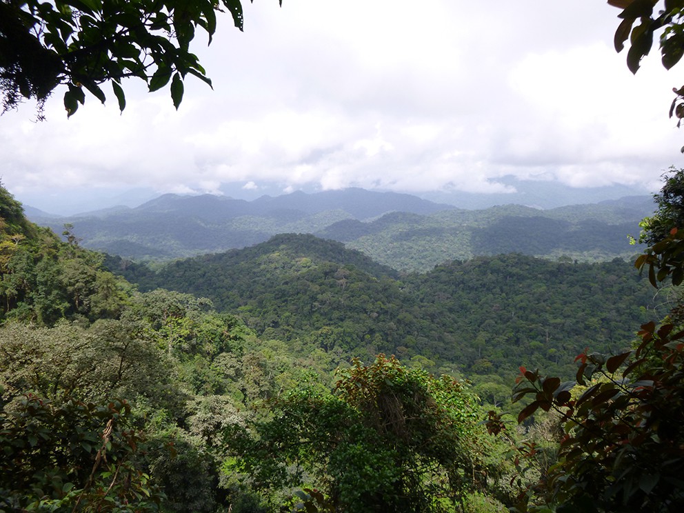 Panorámica del Bosque de Ebo, en el suroeste de Camerún (foto: Daniel Mfossa / San Diego Zoo Global).